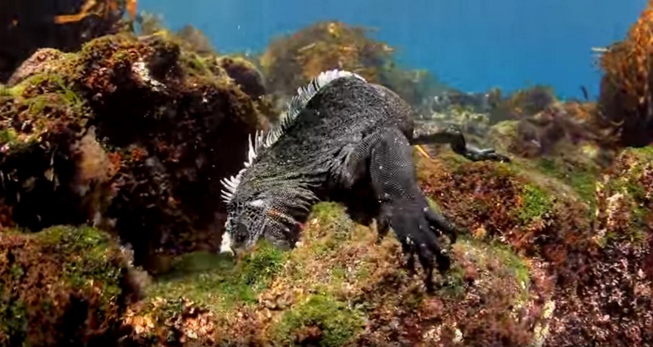 galapagos-liveaboard-diving