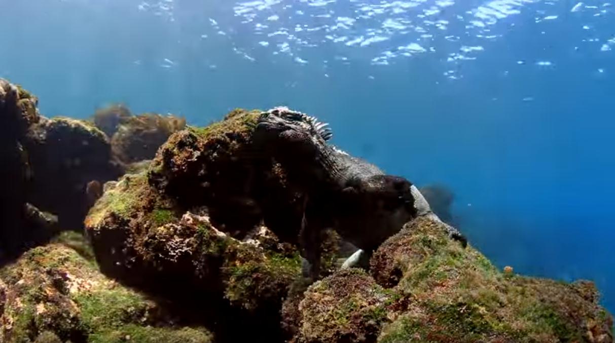 iguana-galapagos-liveaboard-diving