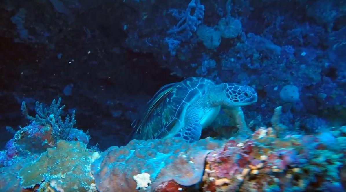 Sea Turtle Bunaken Diving Spot