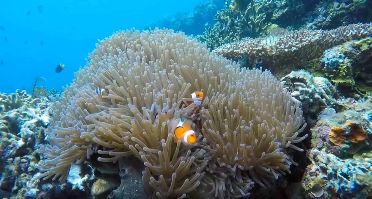 Top 10 Bunaken Scuba Diving Indonesia
