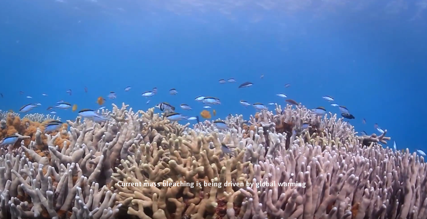 Current mass bleaching coral reef is being driven by global warming