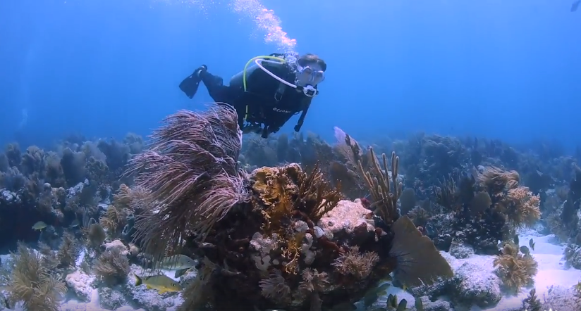 Scuba Diving in Key West Florida