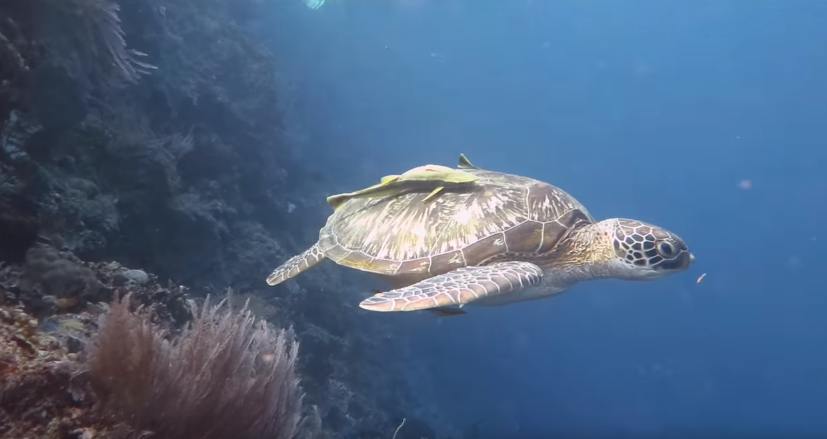 key west florida scuba diving face to face with sea turtle