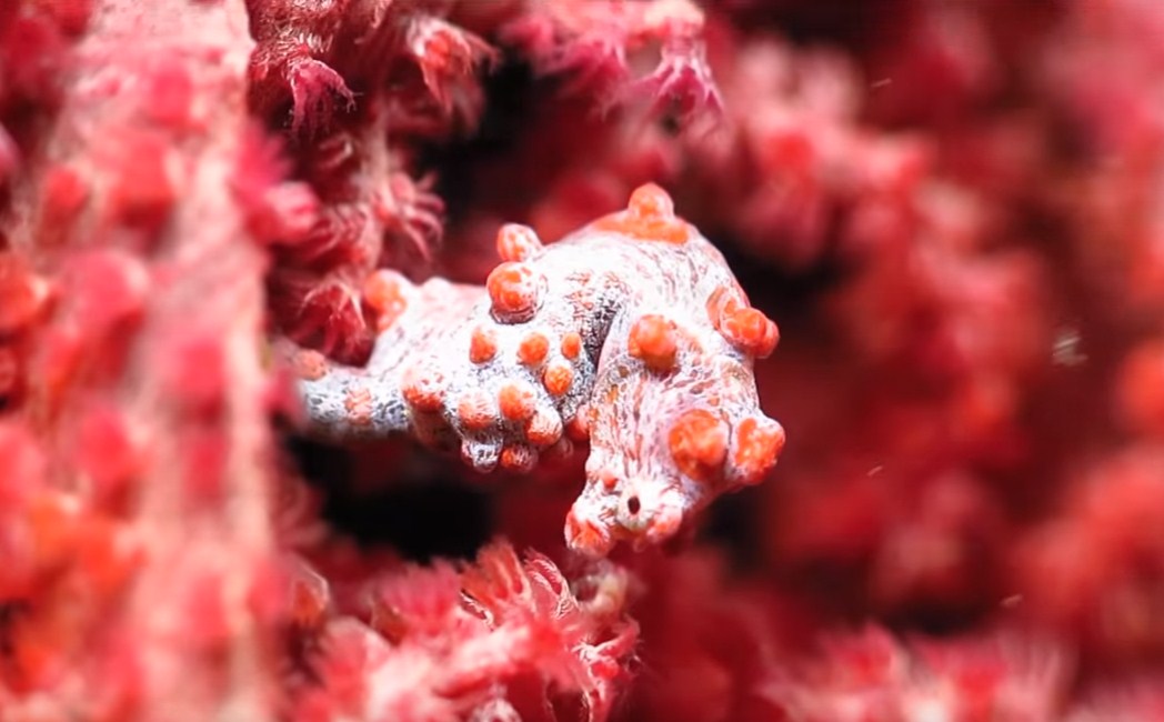 smallest sea horse in the world,what do pygmy seahorses eat,seahorse mating ritual,are seahorses endangered species