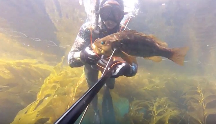 southern california spearfishing locations-min