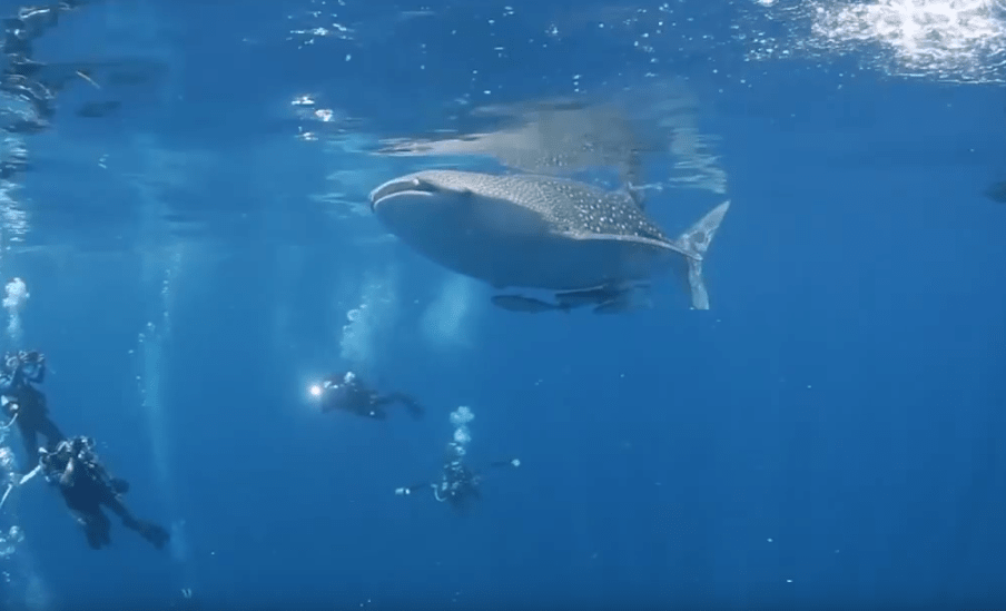 whale shark at Kakaban the Hidden Indonesia Scuba Diving Resorts-min