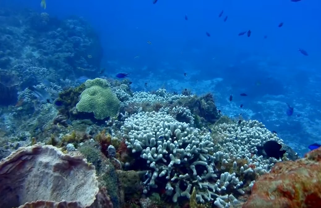 Barrier Reef Scuba Diving